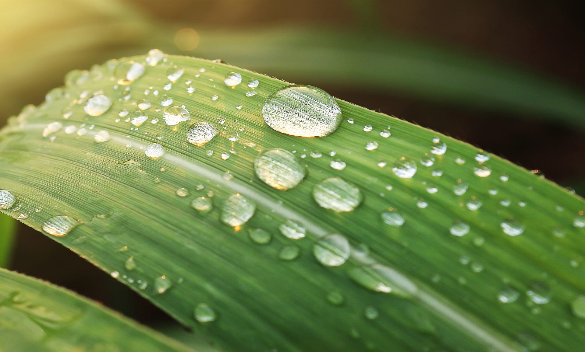 blade of grass with dew drops