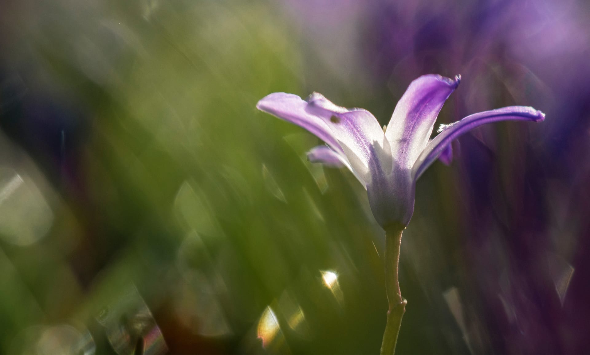 Purple flower in the morning sun