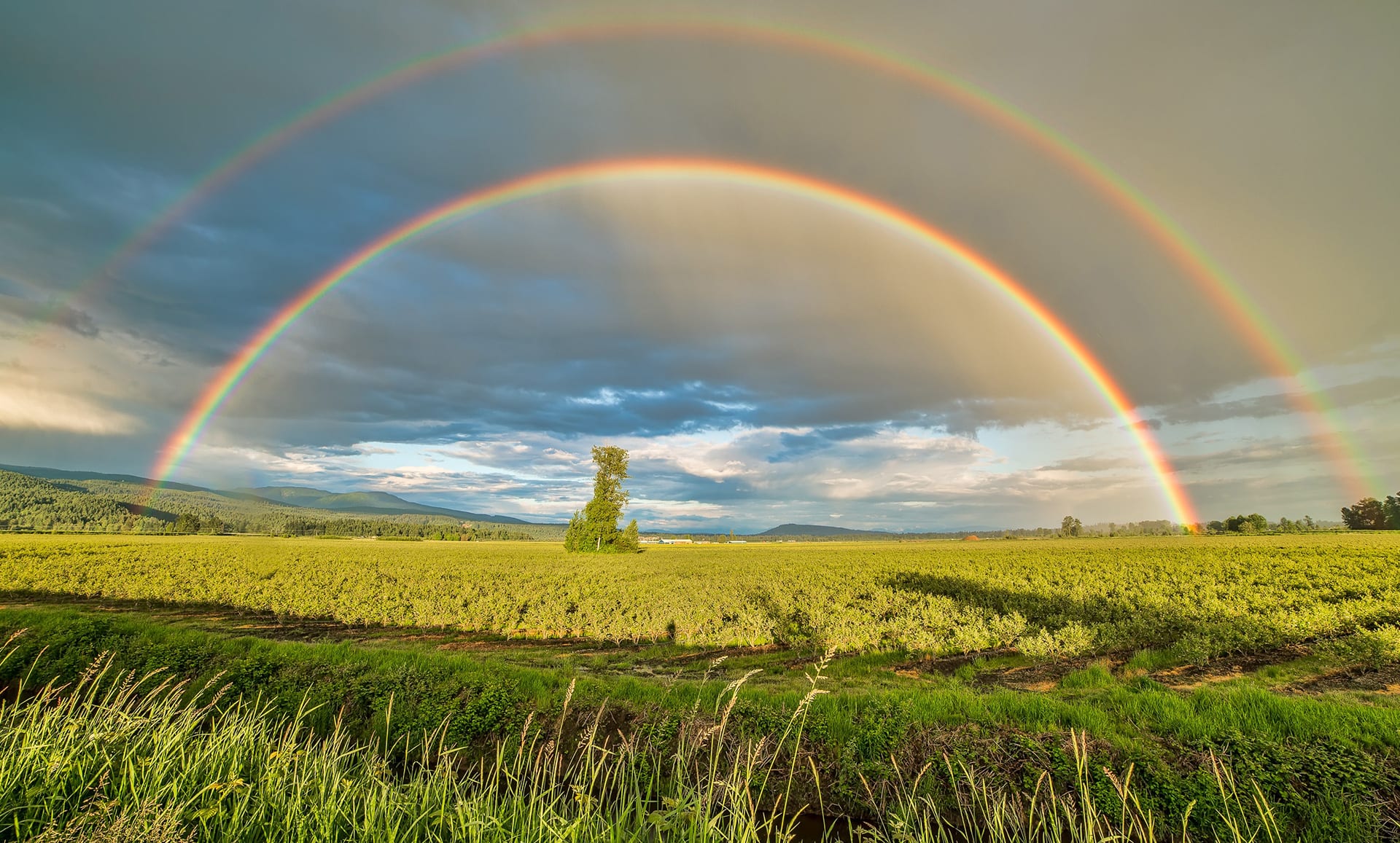 Double Rainbow in crop field