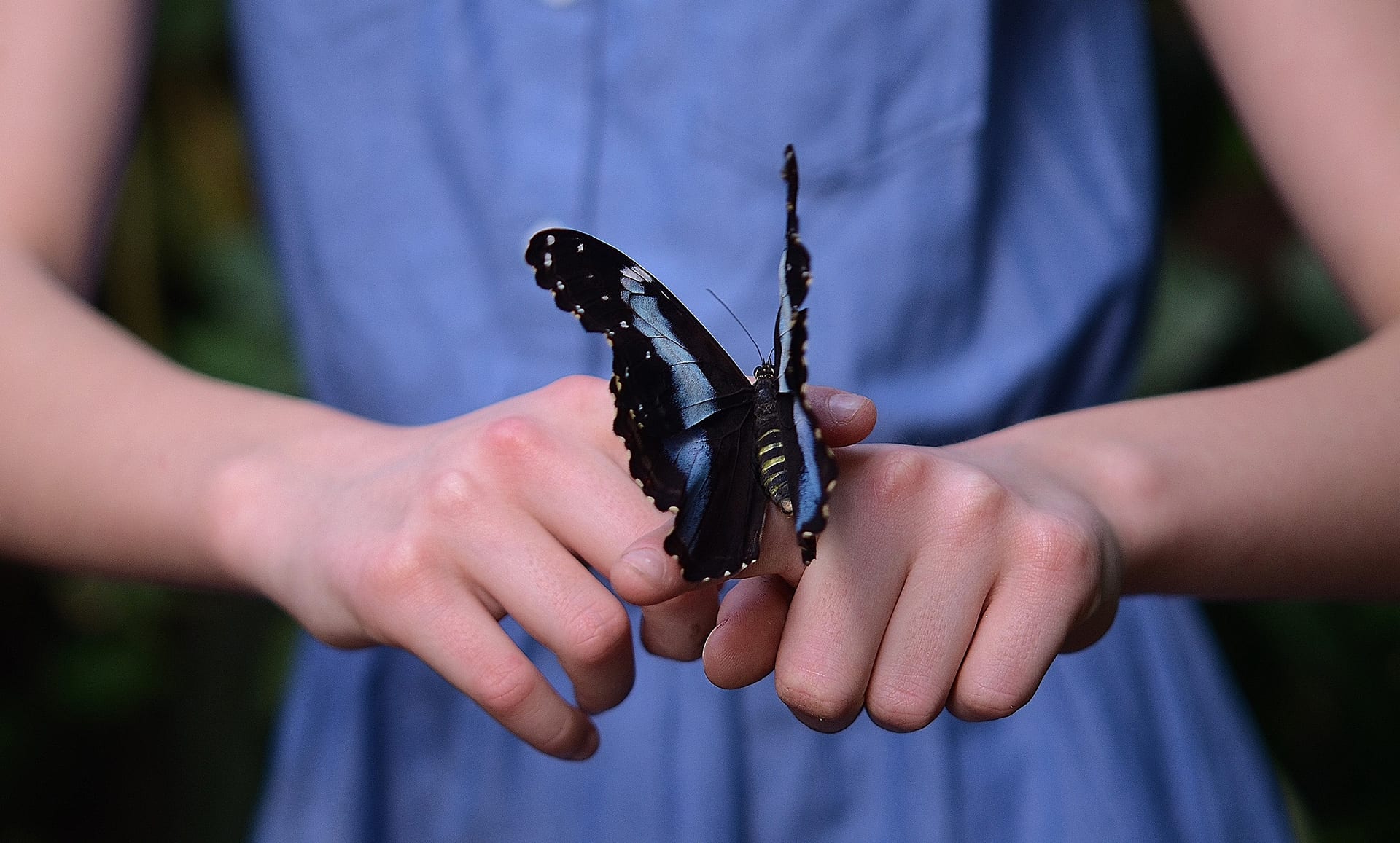 child holding butterfly
