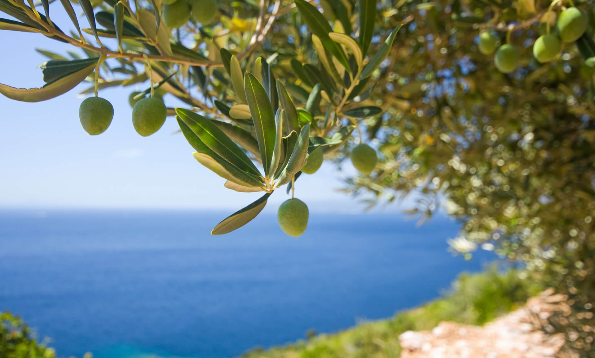 olive tree branch – enewsletter – Benny Hinn Ministries olive tree branch - enewsletter - Benny Hinn Ministries
