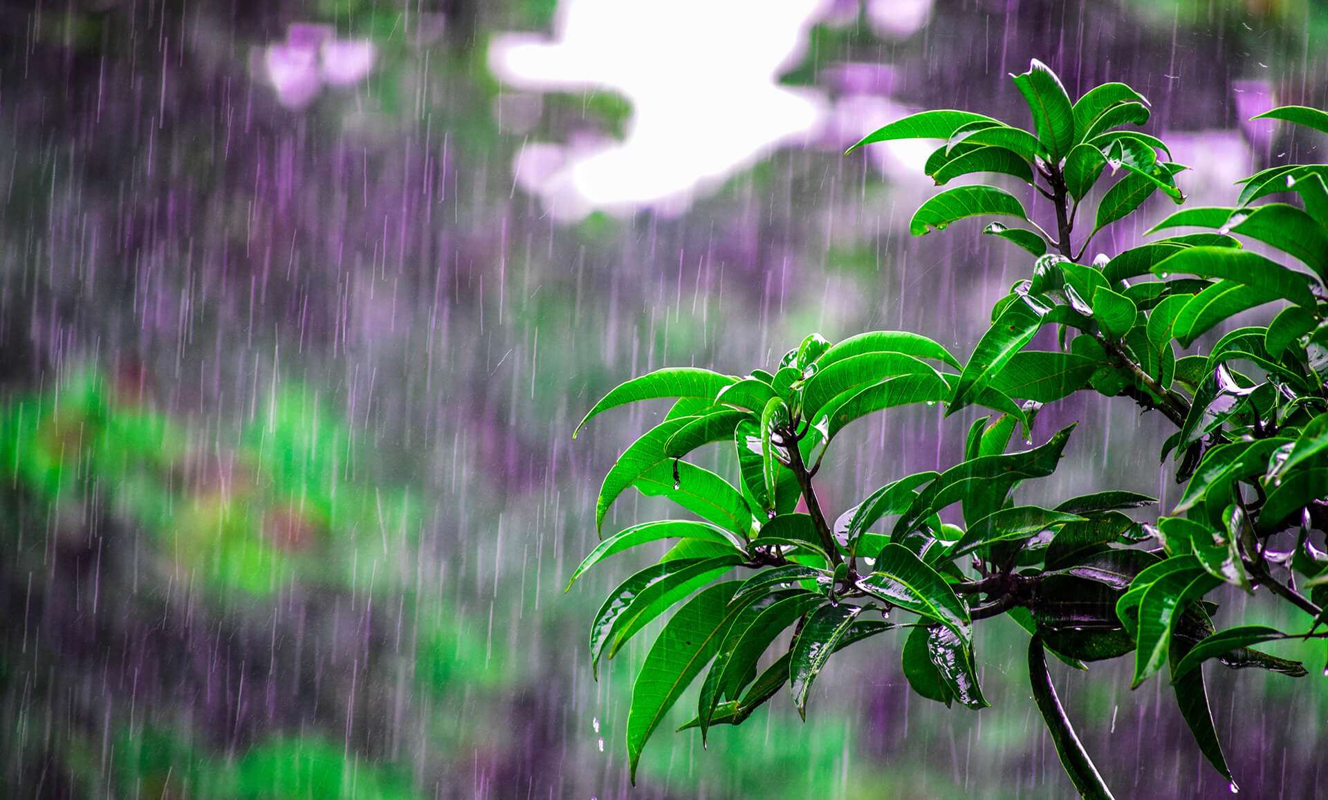 plants receiving rain