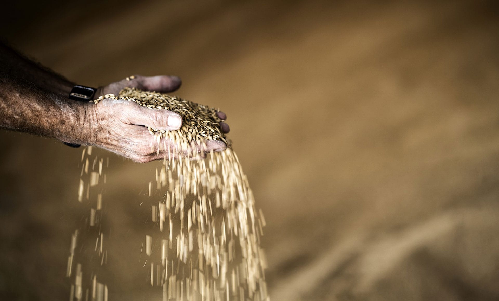 grain in hands