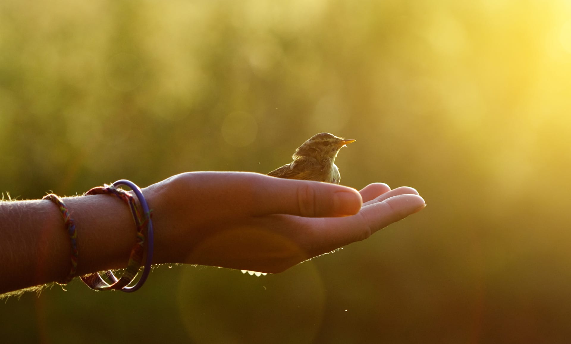 bird in hand