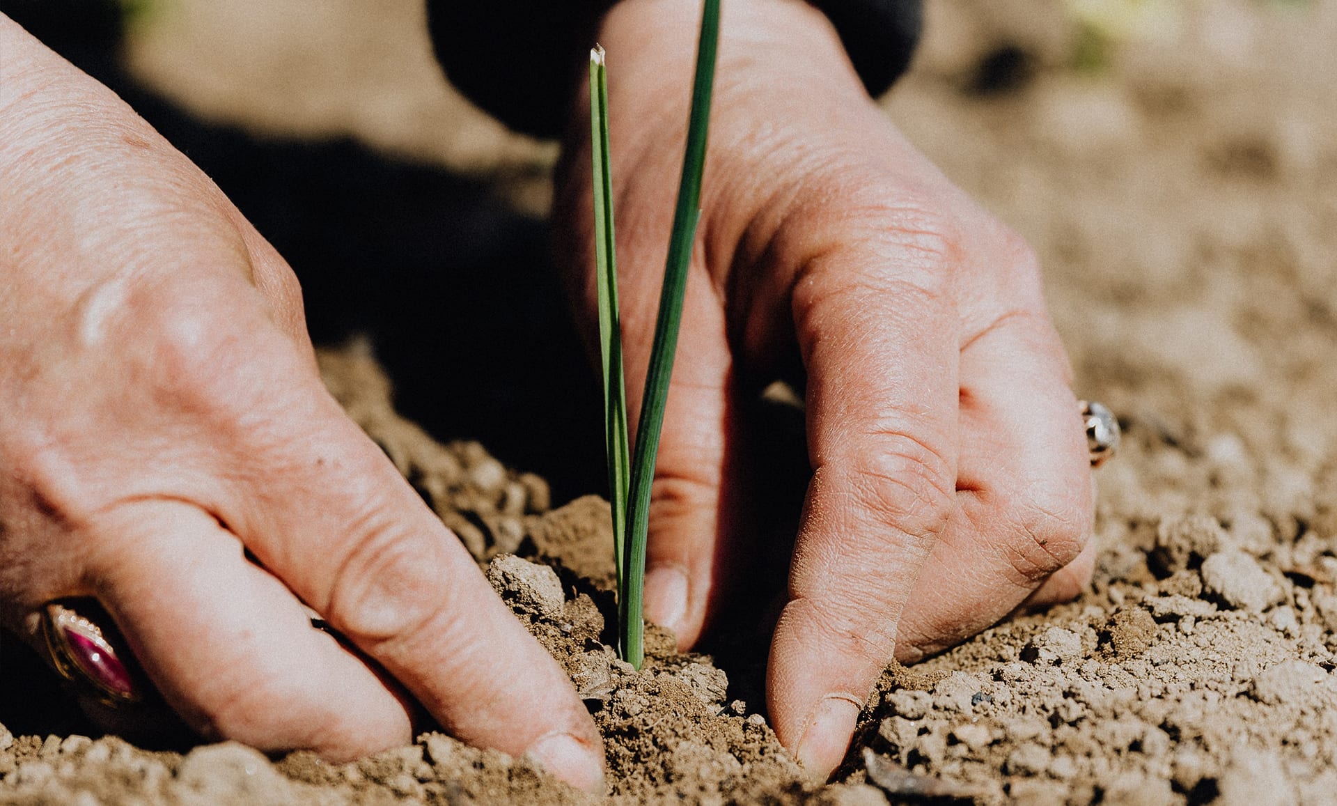 Planting crop