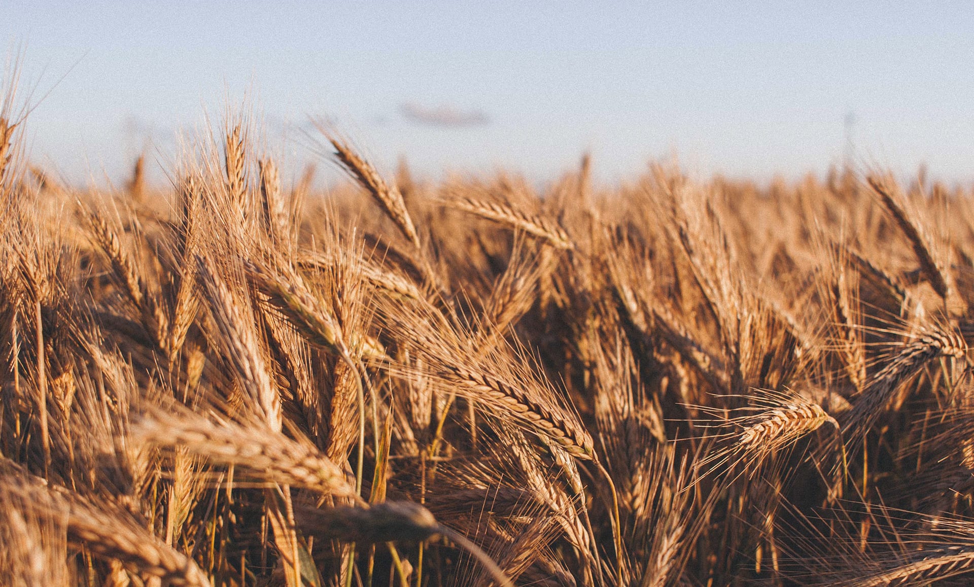 Wheat Field